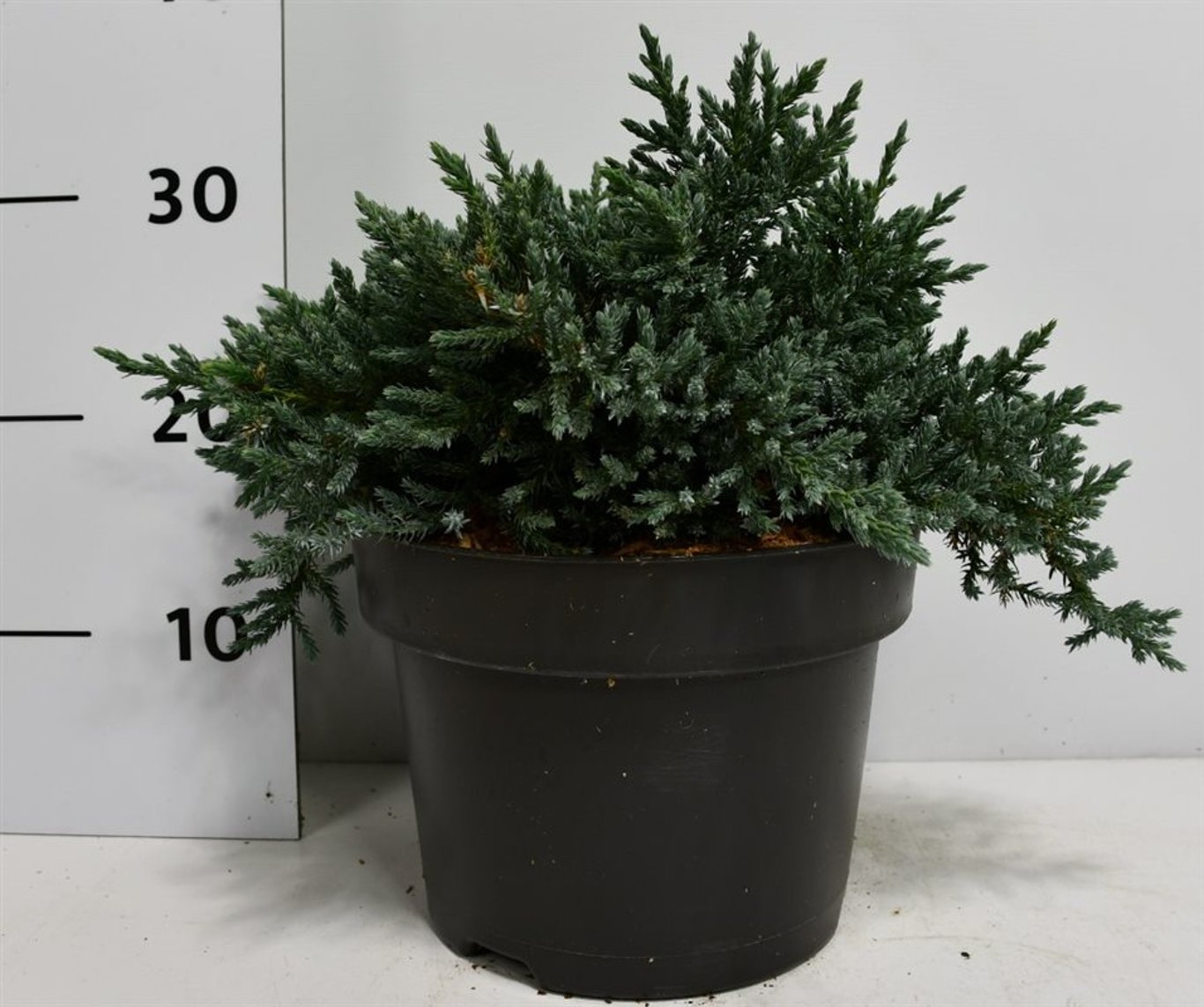 Juniperus squamata 'Tropical Blue' - C5 30-40 CM